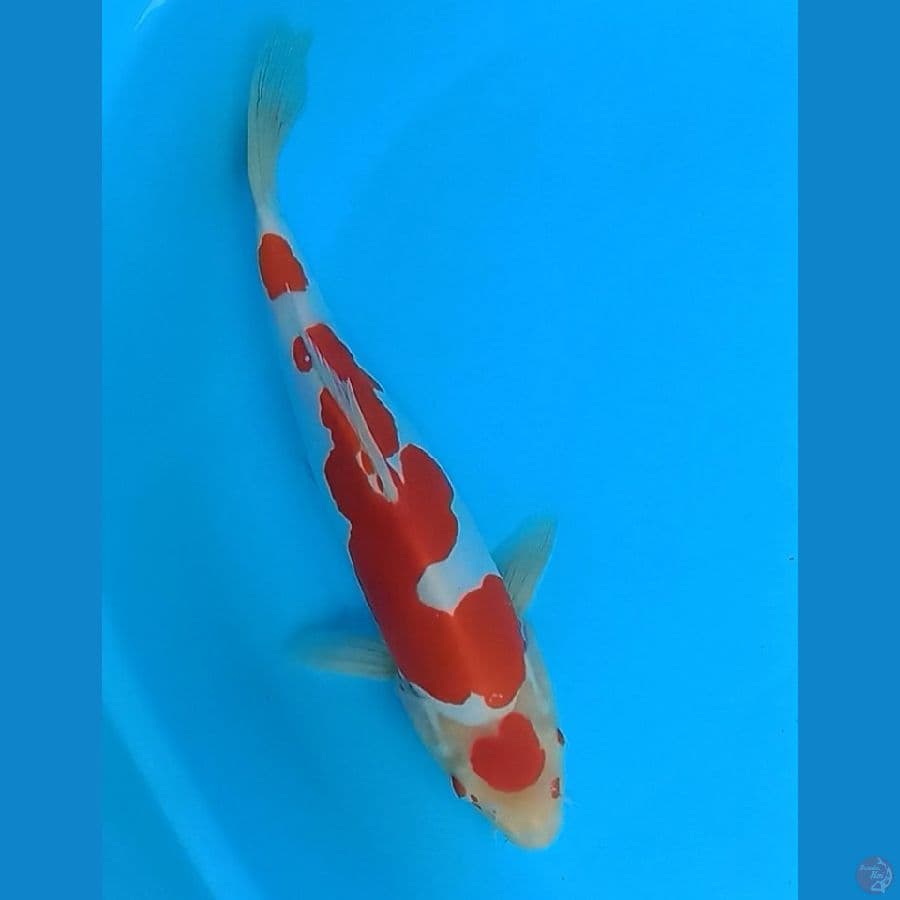 Maruten Doitsu Murni