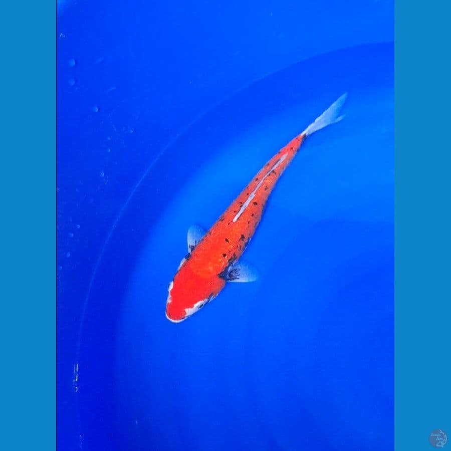 GINRIN 35cm