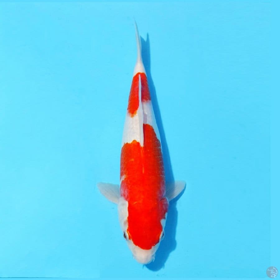 2. KOHAKU 28 CM FEMALE