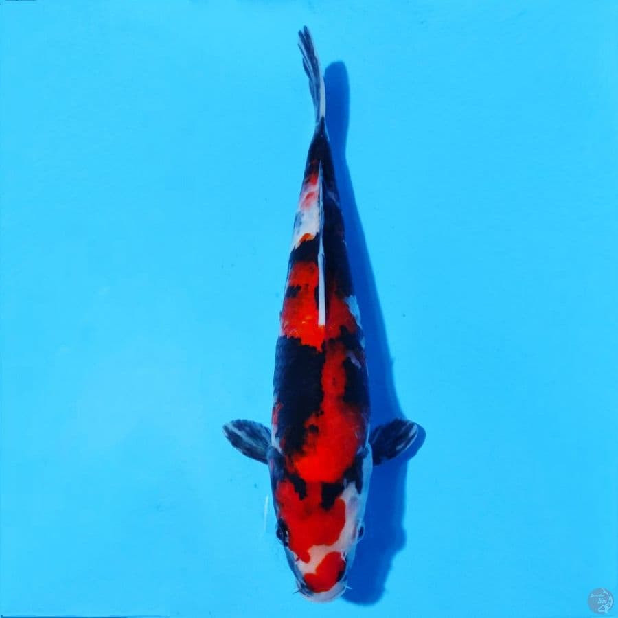 3. SHOWA SANSHOKU 28 CM FEMALE