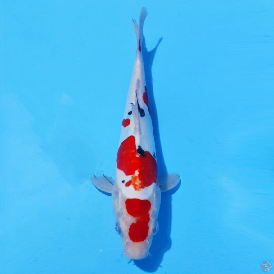 4. DOITSU SANKE 28 CM MALE
