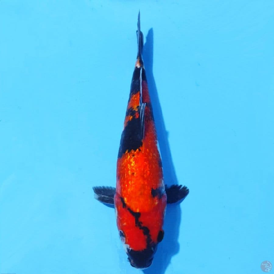 6. HI SHOWA GINRIN 26CM MALE