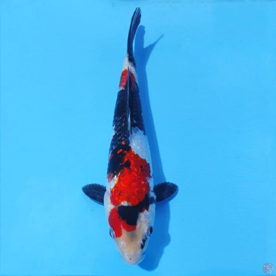 7. SHOWA GINRIN 24 CM