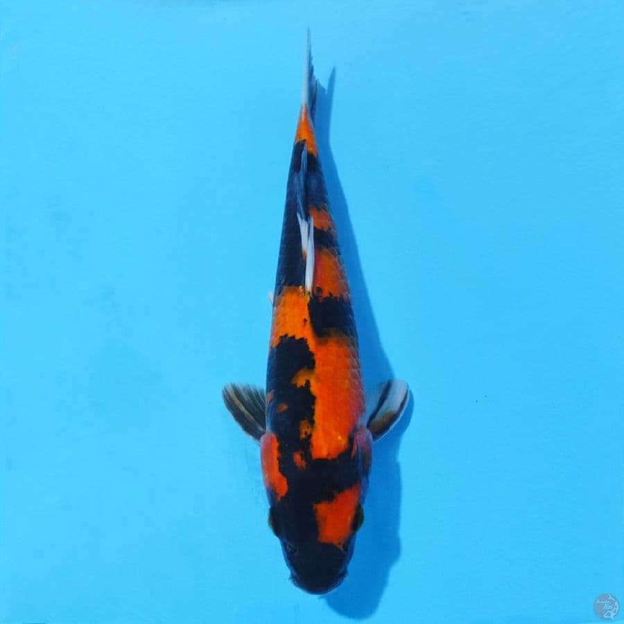 8. HI SHOWA 26 CM MALE