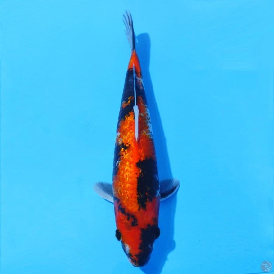 15. GINRIN HI SHOWA 32 CM MALE