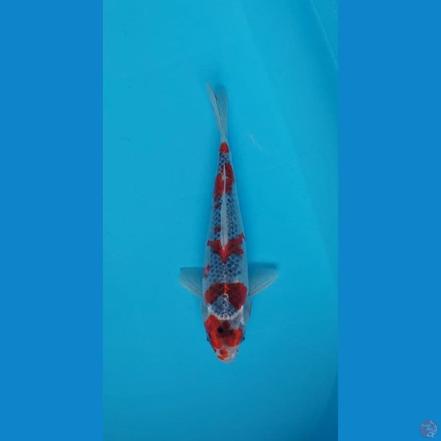 goshiki 25 cm
