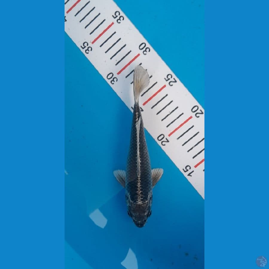 gingga 20 cm
