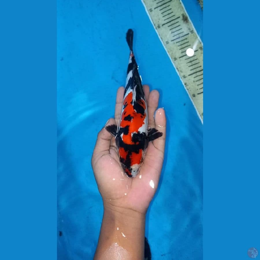 Doitsu showa 23cm