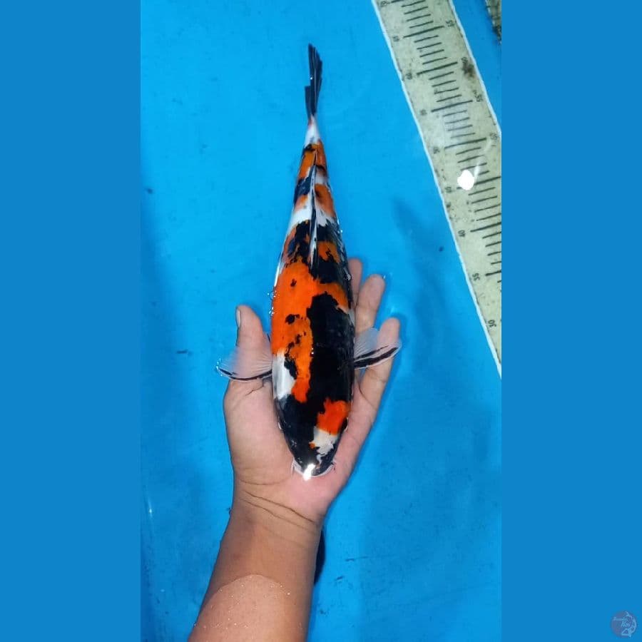 Showa 32cm