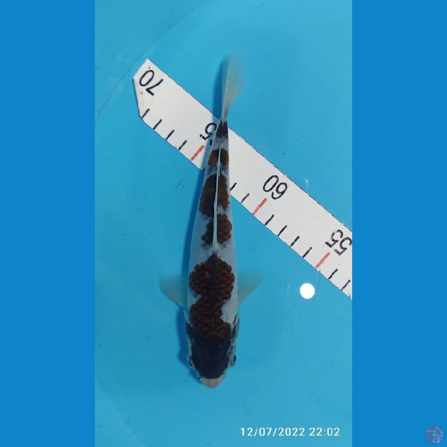 GOROMO 20 CM