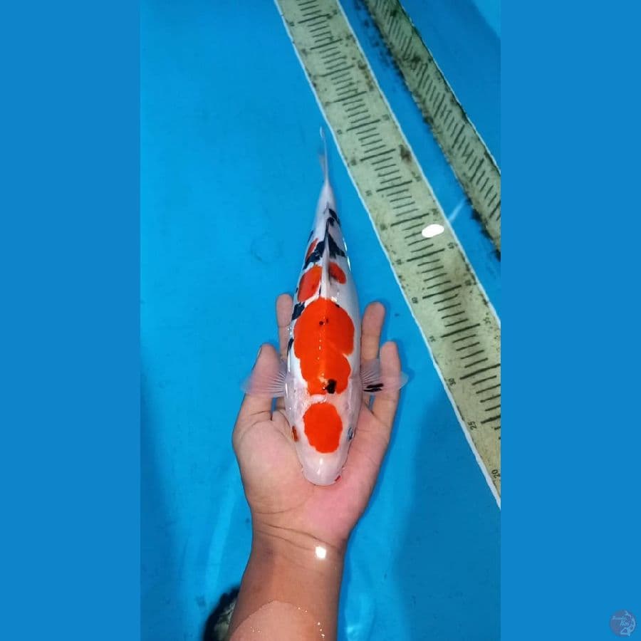Doitsu sanke 30cm