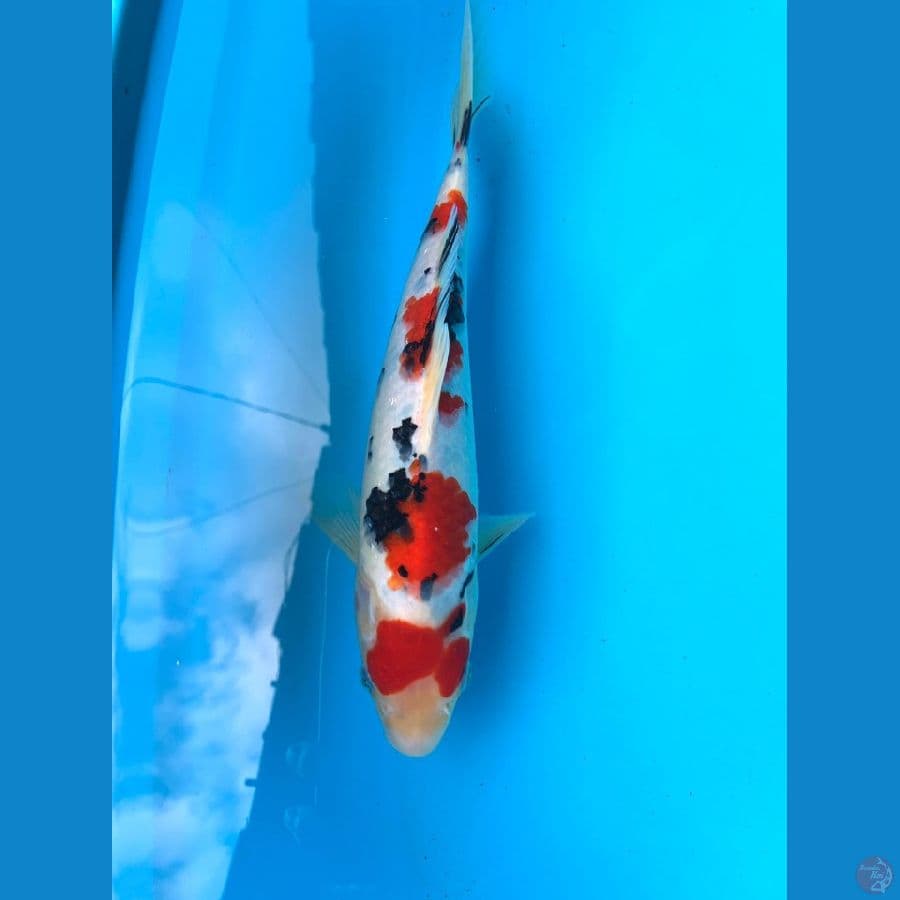 Koi Sanke 28cm