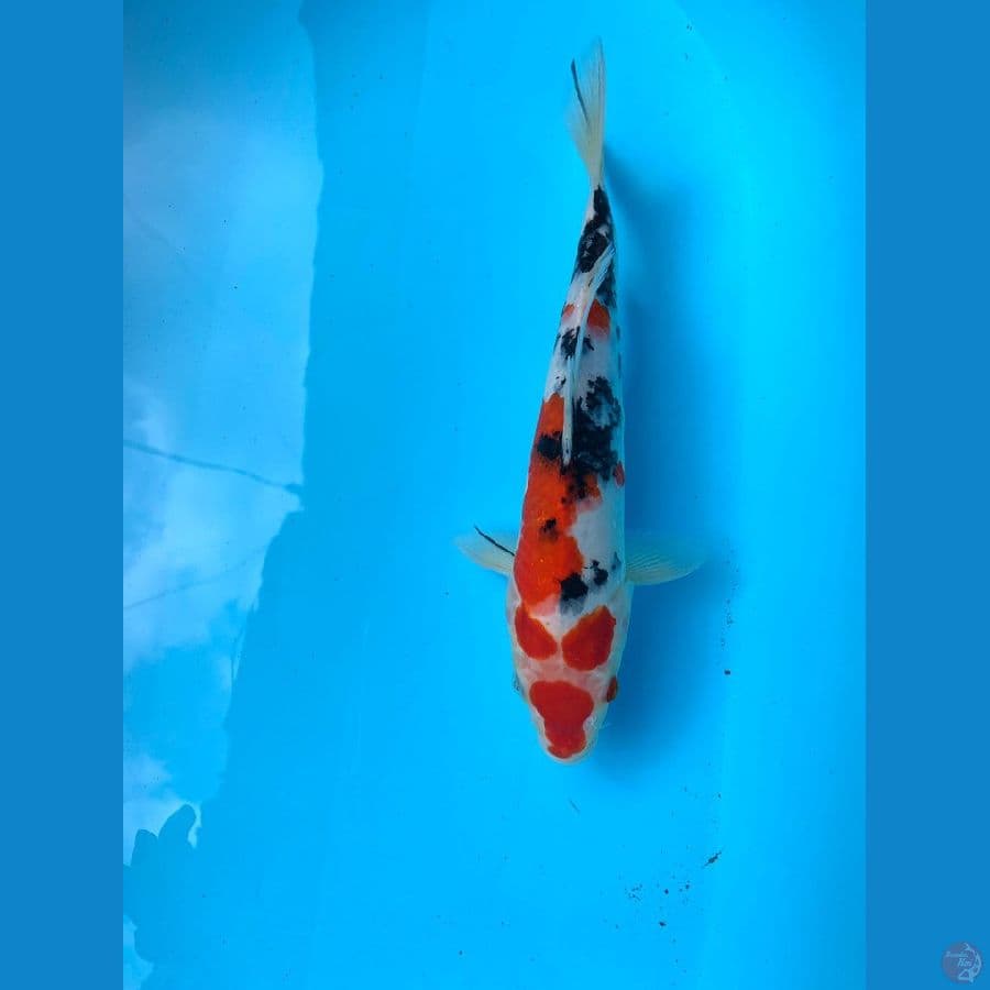 Koi Sanke 30cm