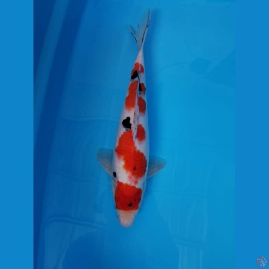 SANKE 33 Cm