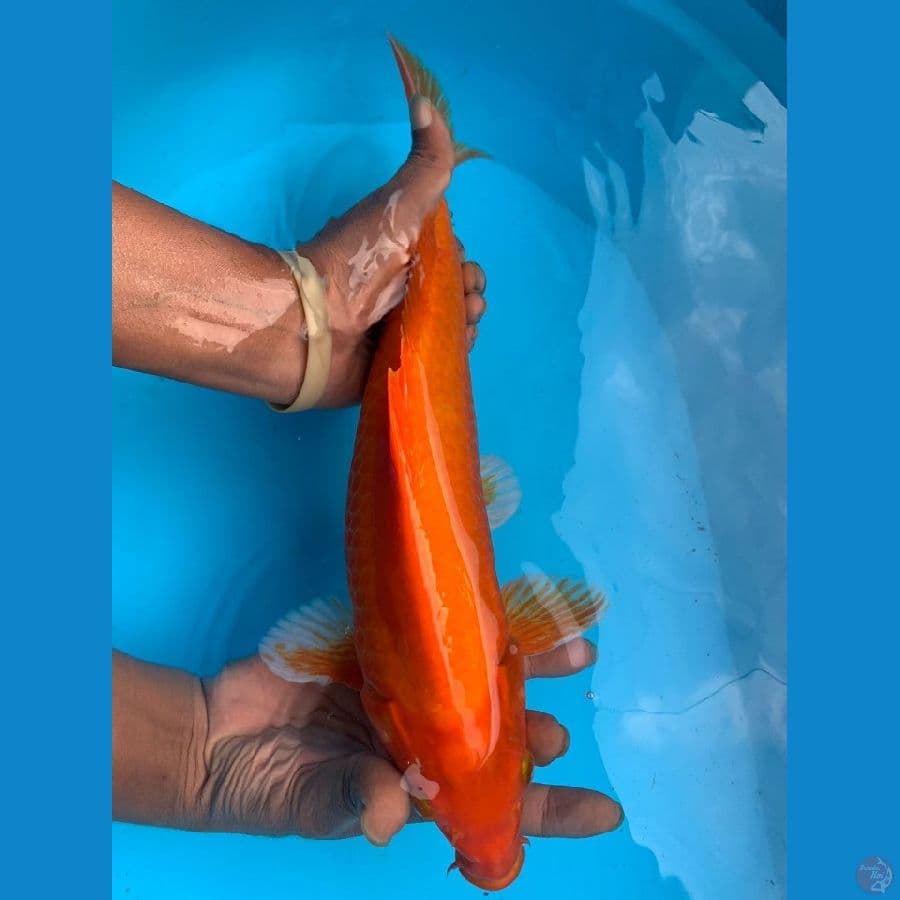 Koi Red Karasi size 37cm