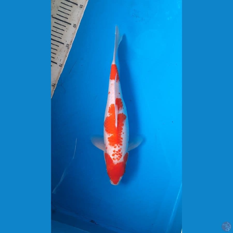 kohaku
