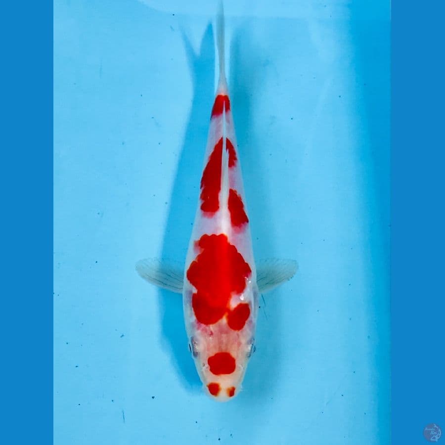 kohaku 18 cm
