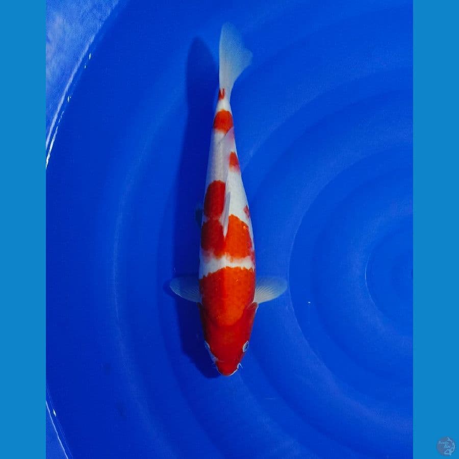 KOHAKU 33CM