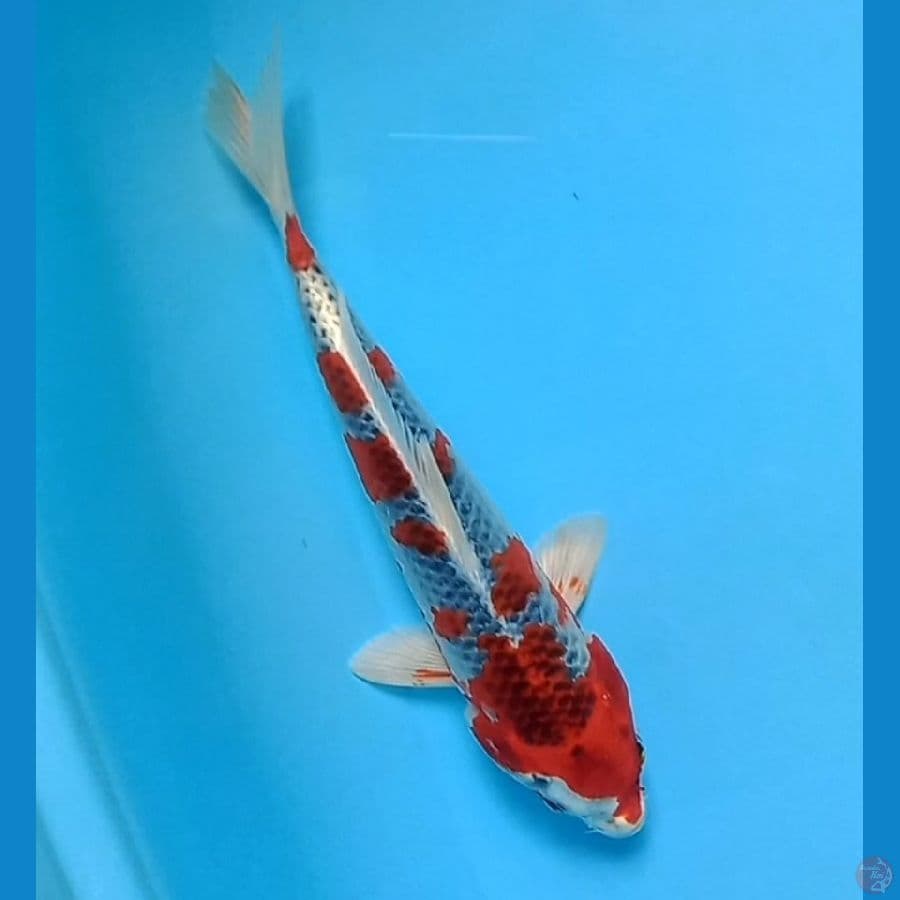 Kujaku