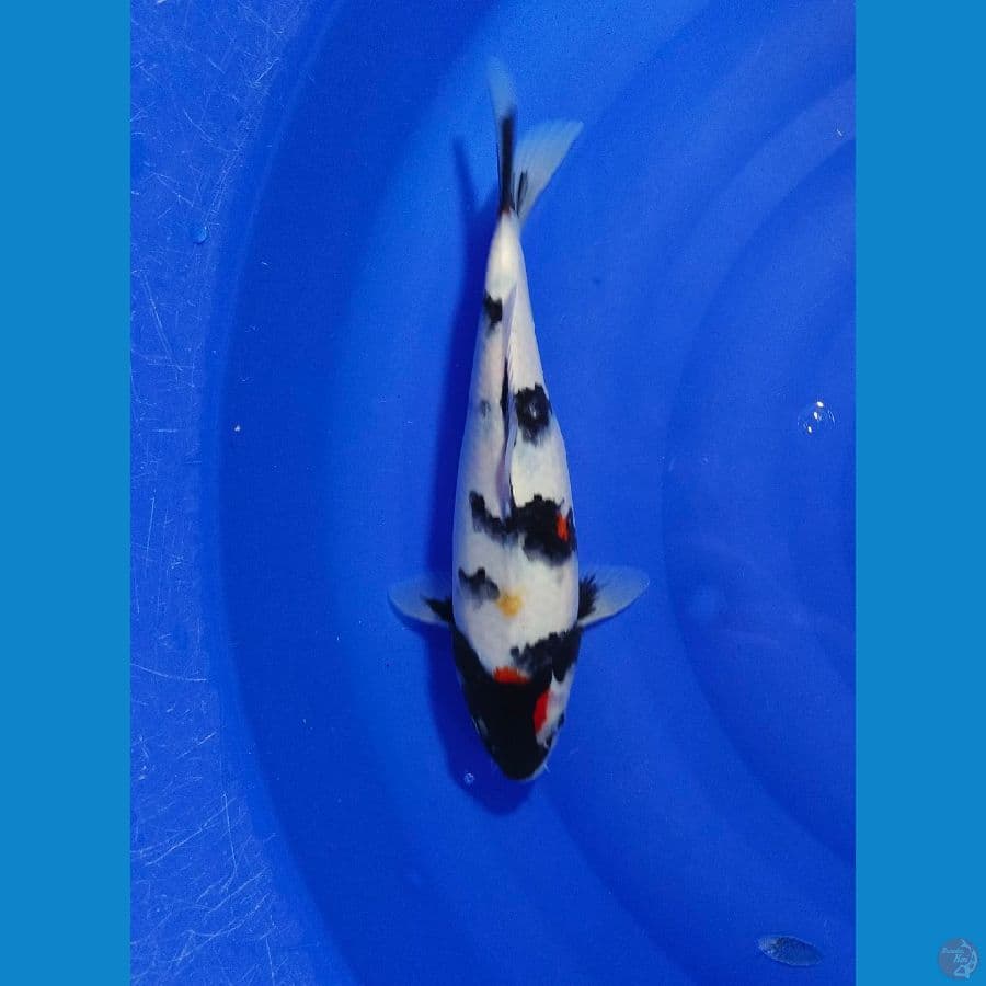 SHOWA 29CM