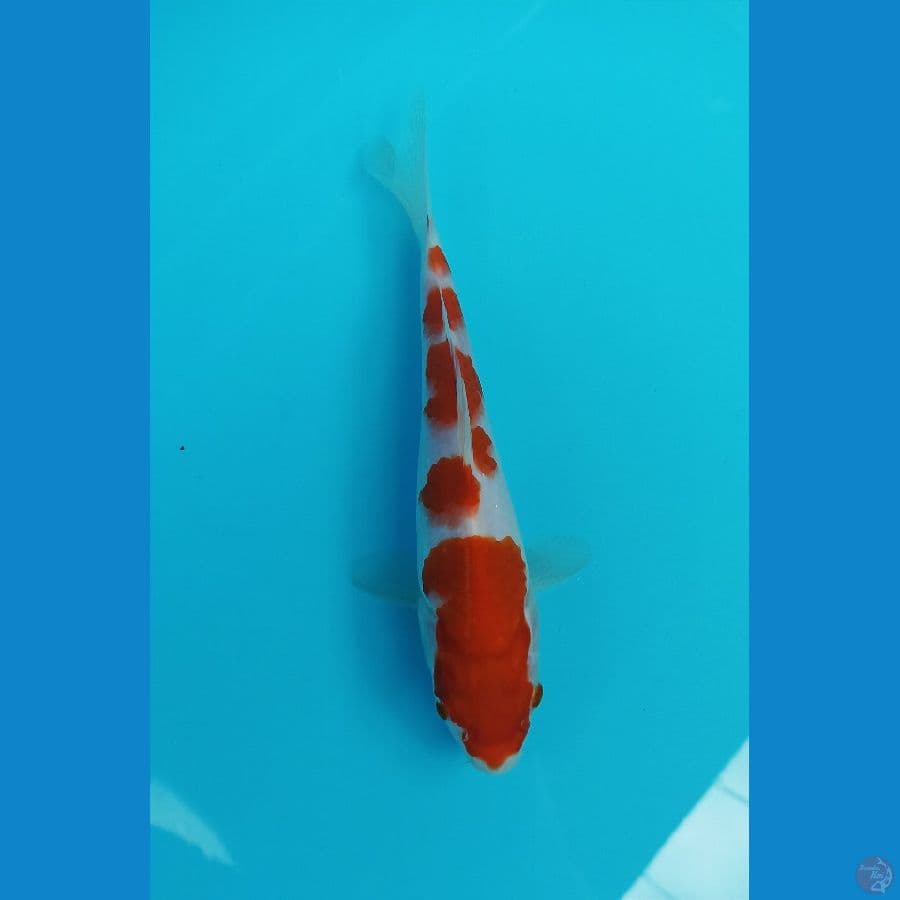 kohaku 22cm