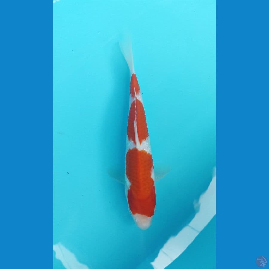 kohaku 22cm
