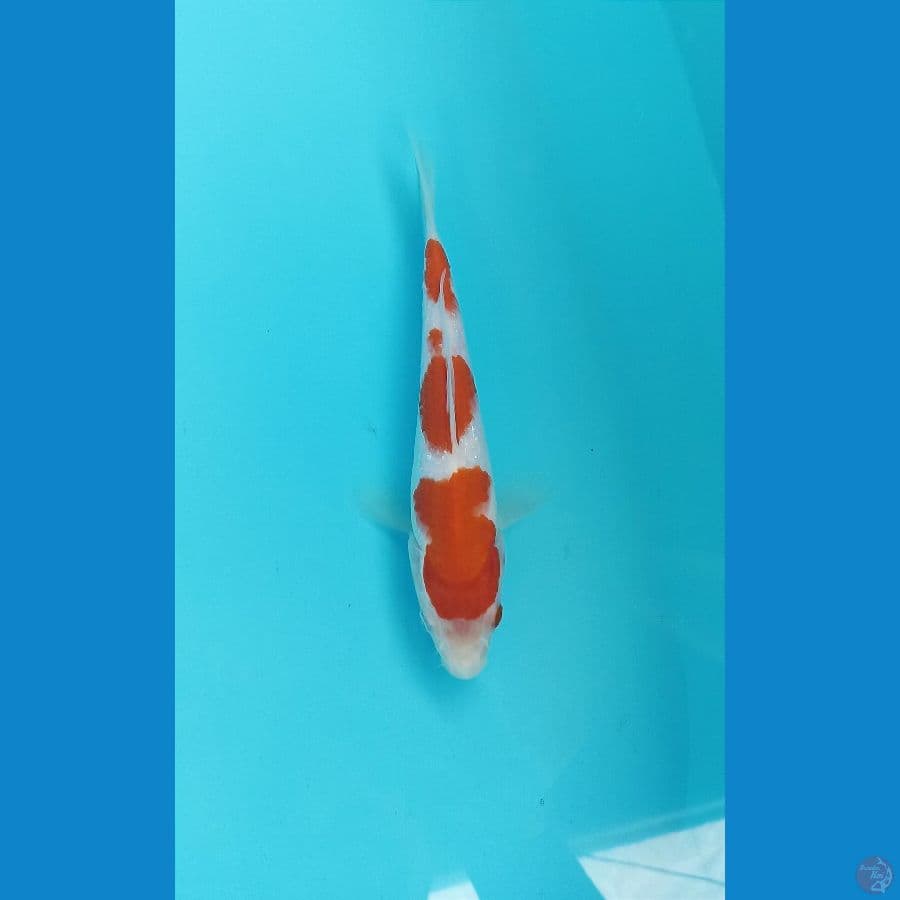kohaku 20cm