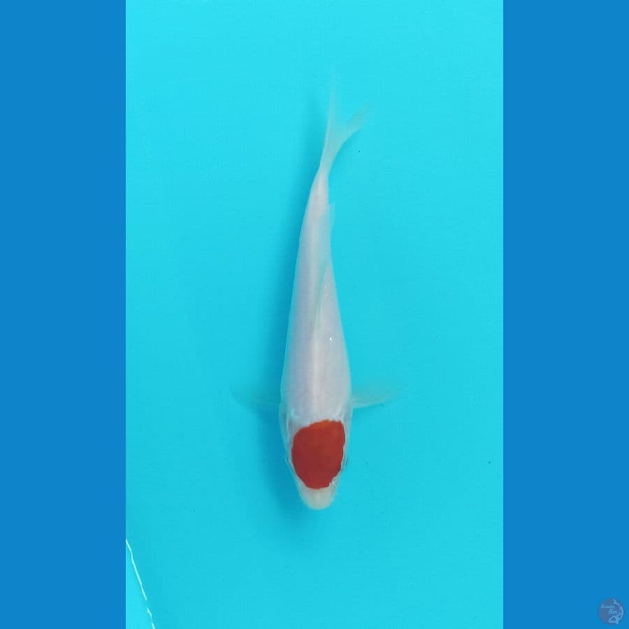 ori tancho 20cm
