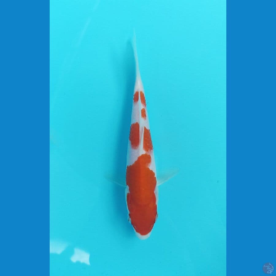kohaku 17cm