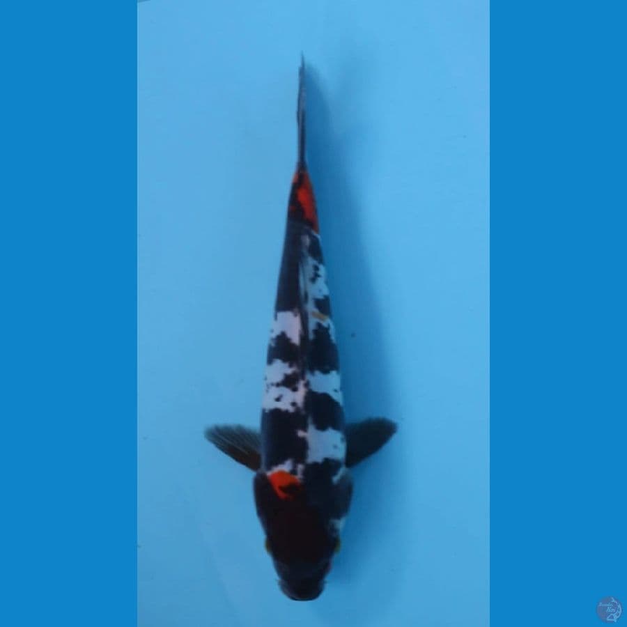 Showa Doitsu 22cm