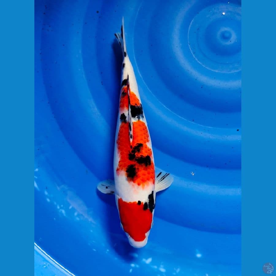 sanke 35cm