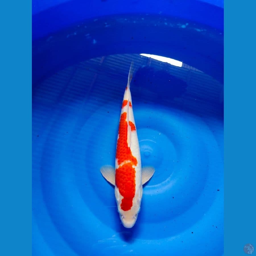 kohaku male 35cm