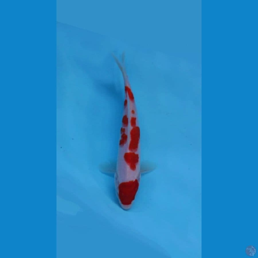 July -3- Kohaku Maruten 16cm