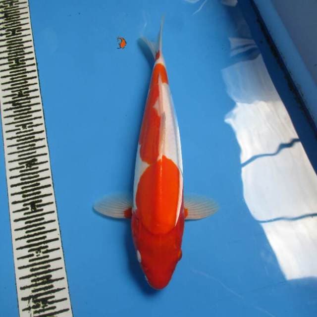 KOHAKU DOITSU 32CM