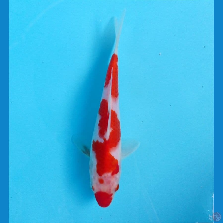 kohaku 18 cm