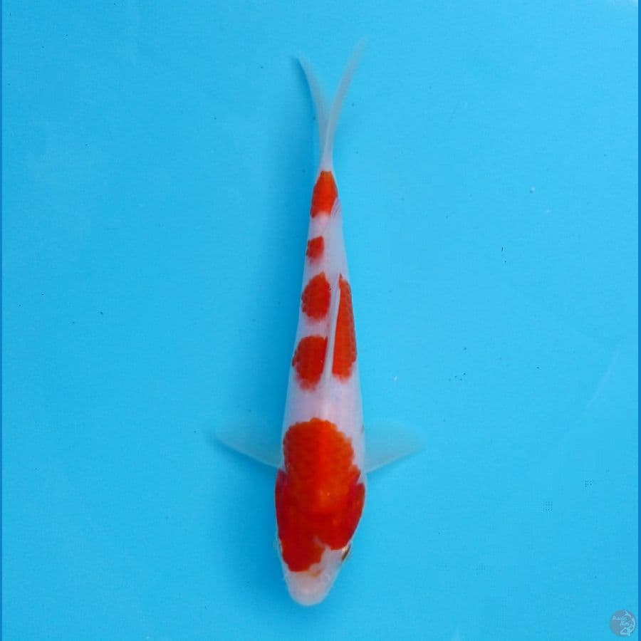 kohaku 18 cm