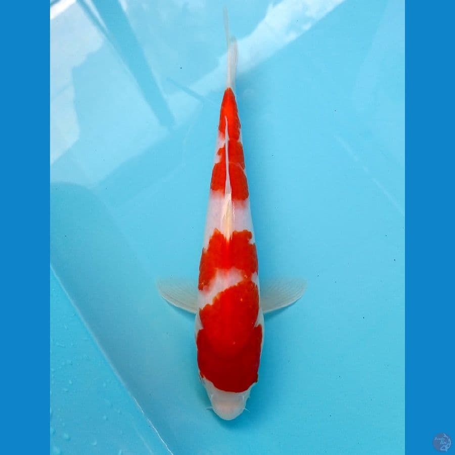 kohaku 25 cm