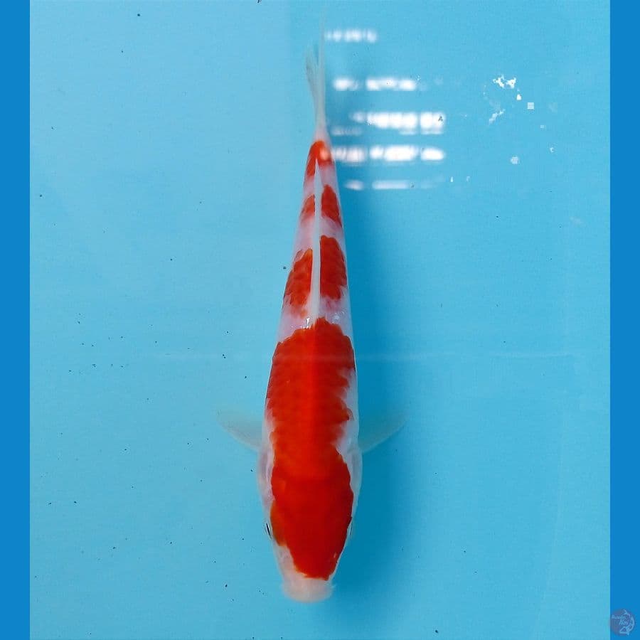 kohaku 17 cm