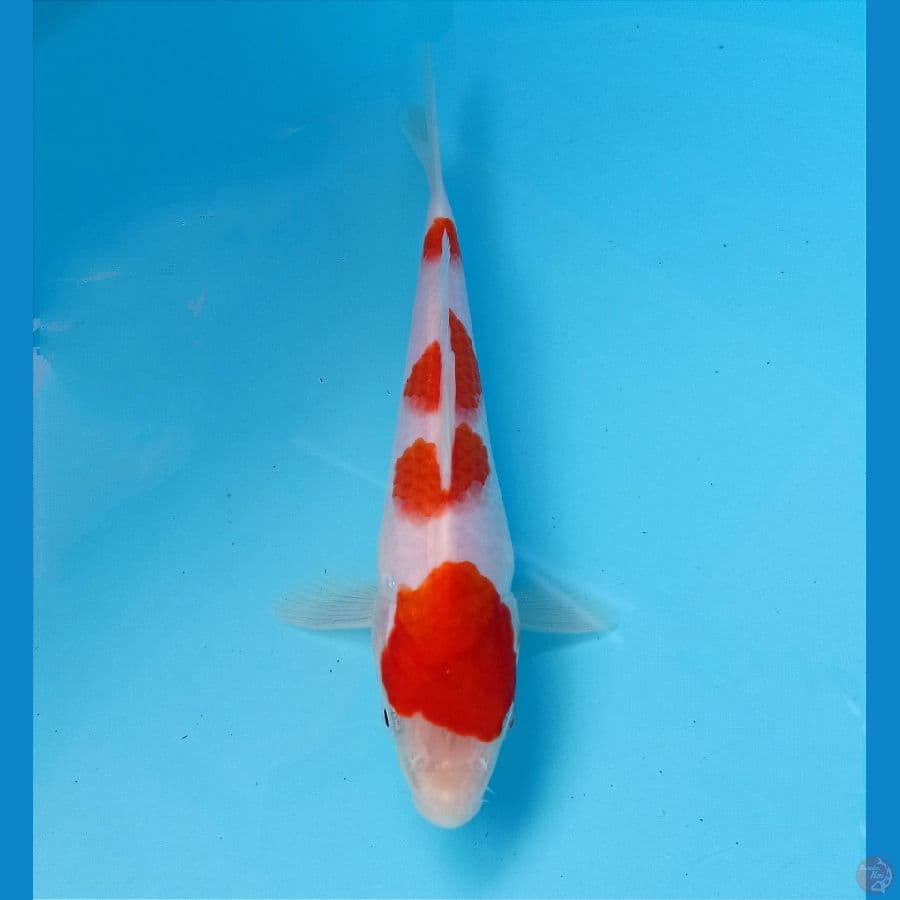 kohaku 19 cm