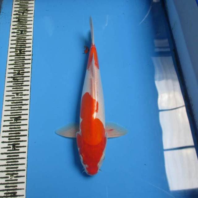 KOHAKU DOITSU 30CM