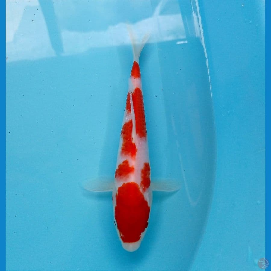 kohaku 18cm