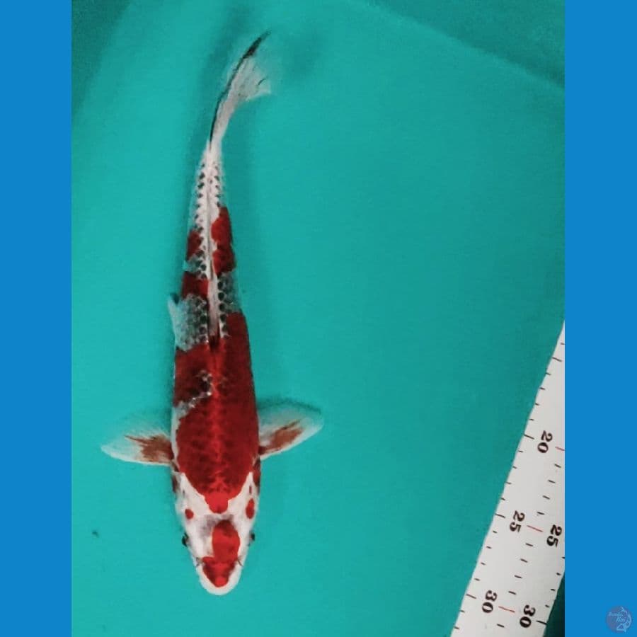 kuro goshiki 32cm fm