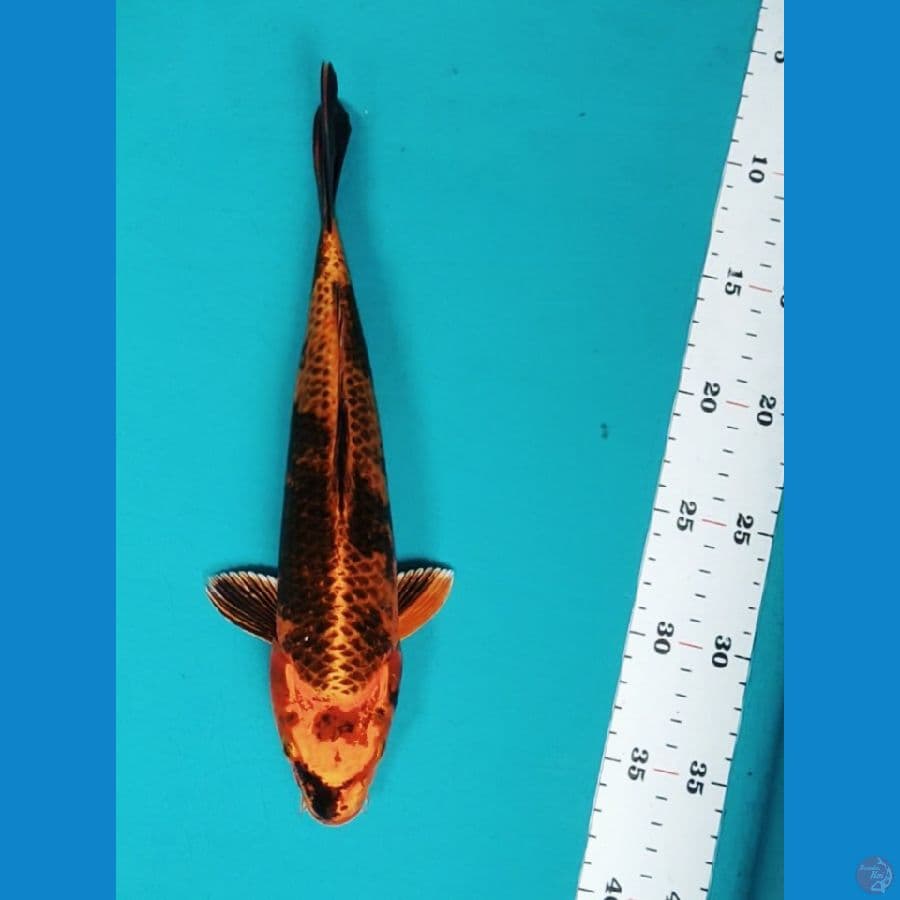 kin showa 28cm