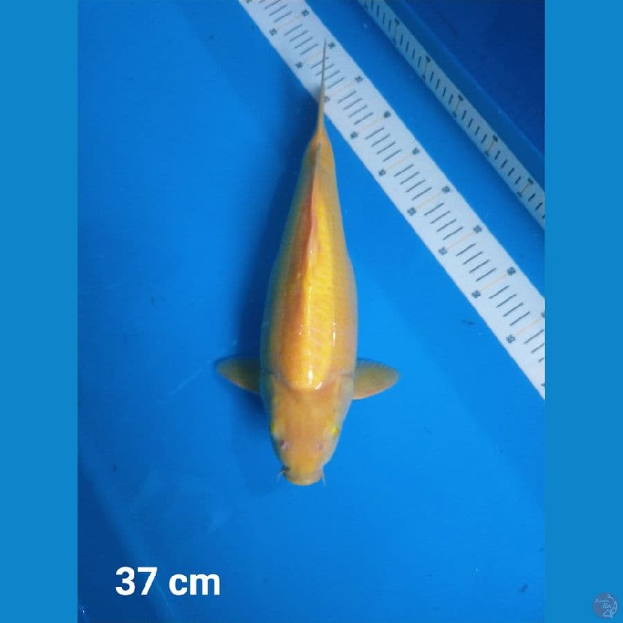 KARASI LEMON PUNUK