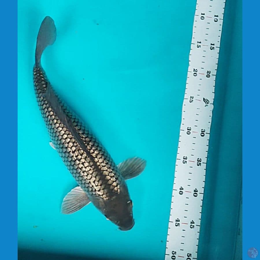 soragoi ginrin 36cm fm