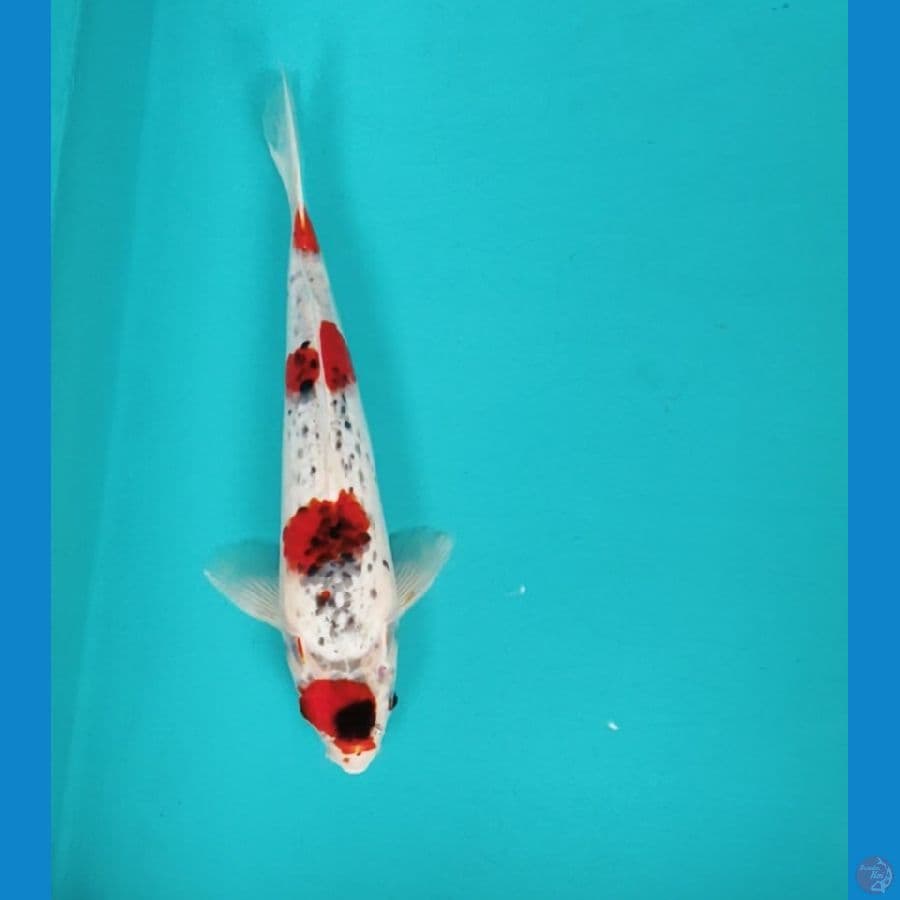 maruten goshiki 26cm