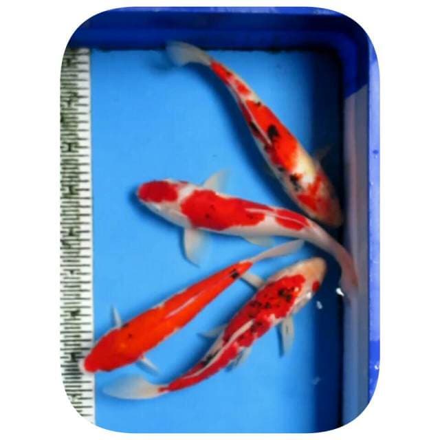 MIX KOI 30-32CM