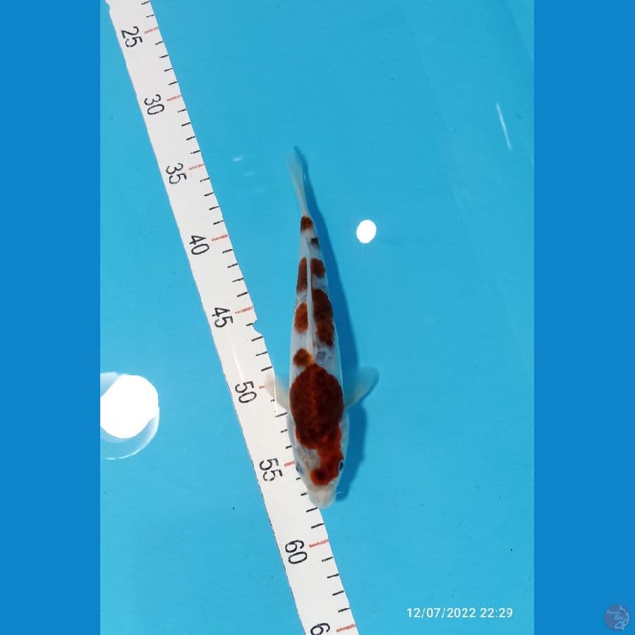 goromo 22 cm