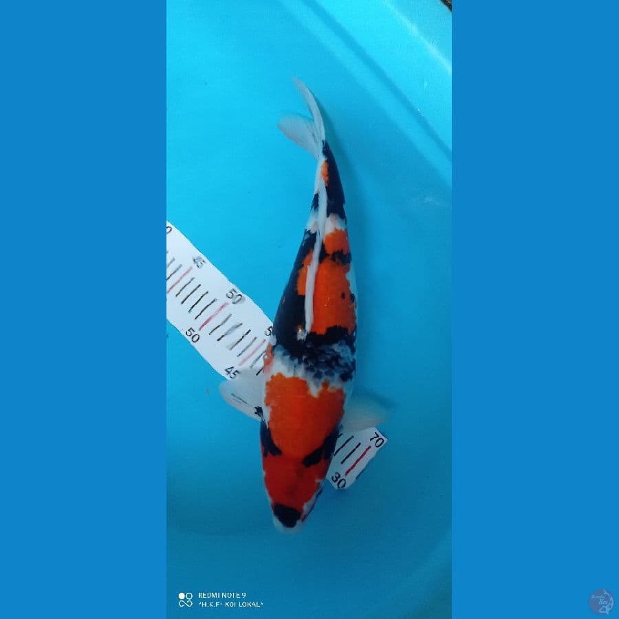 showa 45 cm F
