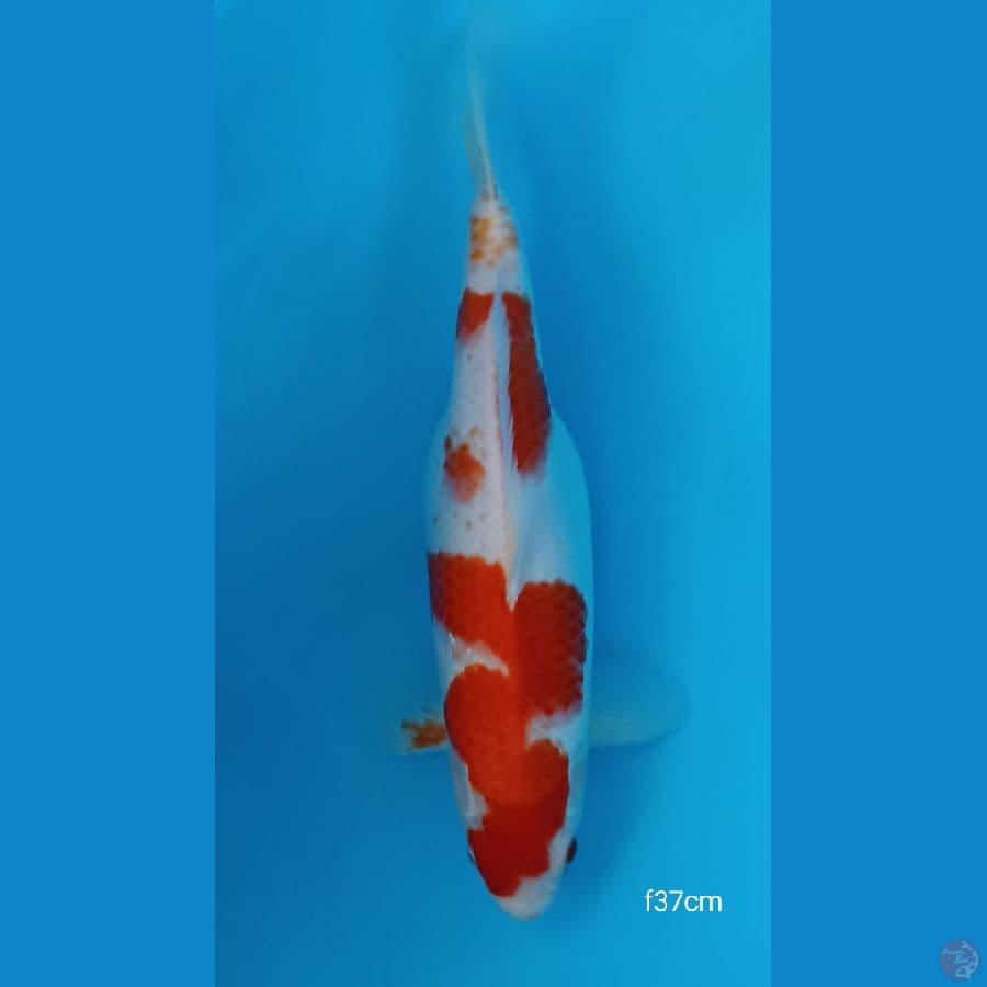kohaku siap pijah